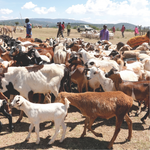 Load image into Gallery viewer, Gift of Animal Welfare
