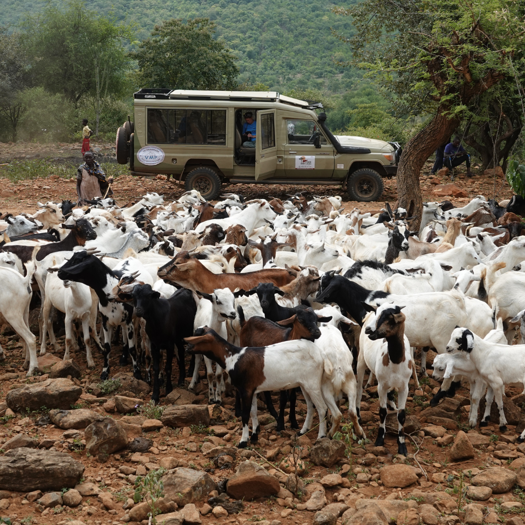 Gift of Veterinary Care